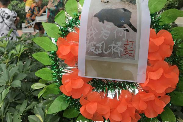 北極星學(xué)社APP職場(chǎng)人的職業(yè)力充電平臺(tái)