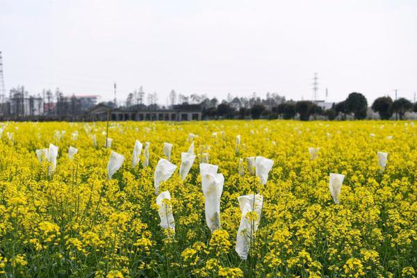 甘肅:民樂縣建成國內單體規模最大的電網側獨立共享電化學儲能電站