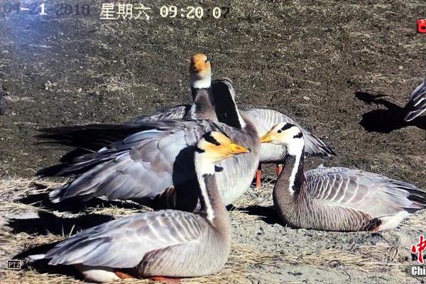 外強入侵 OA廠商“人人自危”?