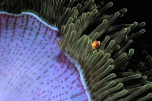 斯皮爾伯格年度科幻巨制《頭號玩家》國內(nèi)正式定檔